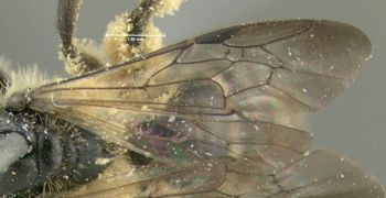 Media type: image;   Entomology 609578 Aspect: wing